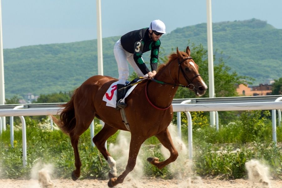 Volunteer at the Jumping International de La Baule